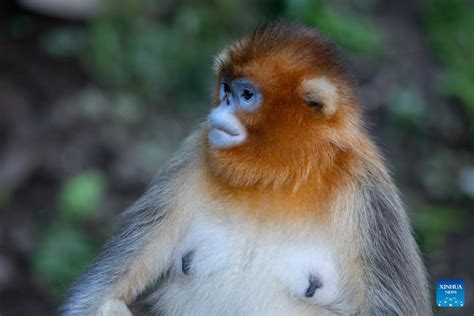 how many snub nosed monkeys are left in china 2017